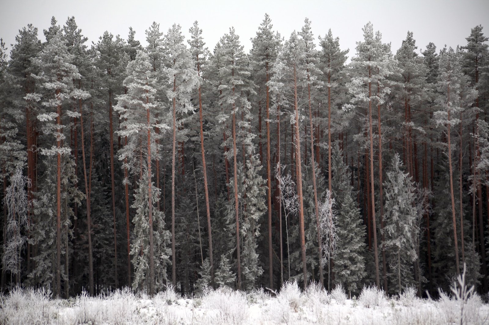 Frosted pine forest in Estonia